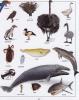 Macmillan Children�s Dictionary