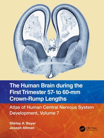 The Human Brain during the First Trimester 57- to 60-mm Crown-Rump Lengths Taylor & Francis Ltd