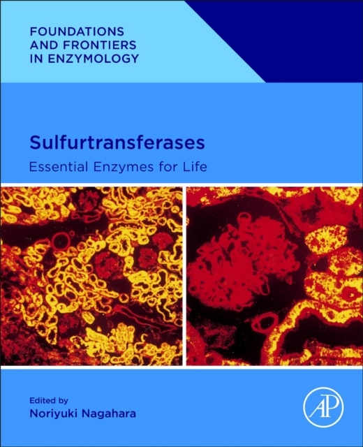 Sulfurtransferases, Essential Enzymes for Life