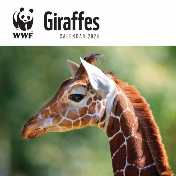 WWF Giraffes Square Wall Calendar 2024 Carousel Diaries 2023