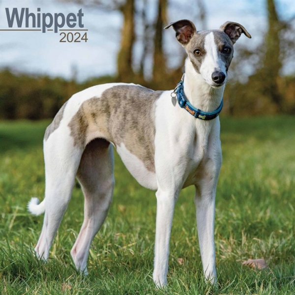 Whippet Calendar 2024 Square Dog Breed Wall Calendar - 16 Month Avonside Publishing Ltd
