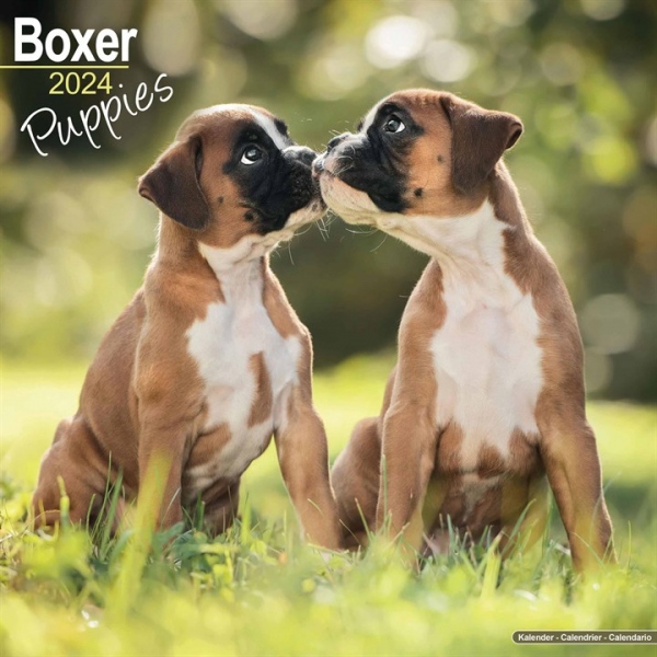 Boxer Puppies Calendar 2024 Square Dog Puppy Breed Wall Calendar - 16 Month Avonside Publishing Ltd