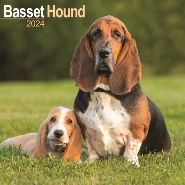 Basset Hound Calendar 2024 Square Dog Breed Wall Calendar - 16 Month Avonside Publishing Ltd