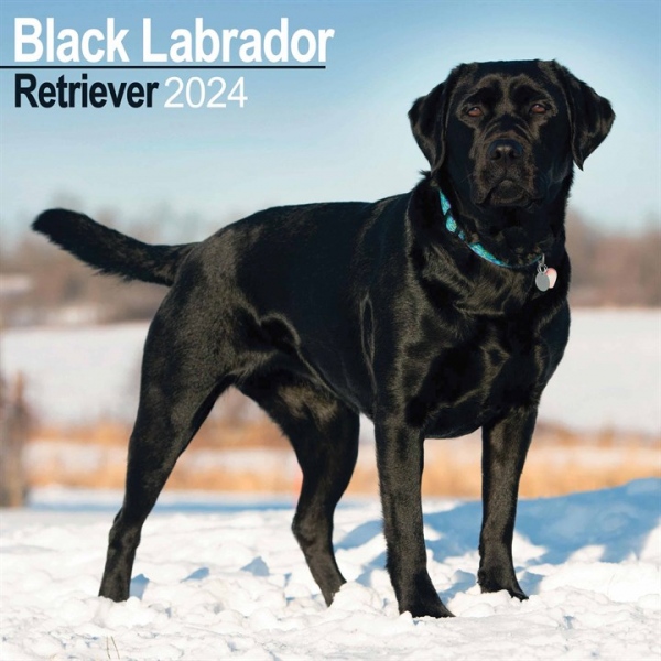 Black Labrador Retriever Calendar 2024 Square Dog Breed Wall Calendar - 16 Month Avonside Publishing Ltd
