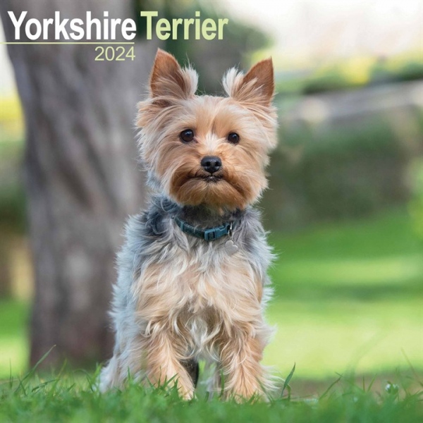 Yorkshire Terrier Calendar 2024 Square Dog Breed Wall Calendar - 16 Month Avonside Publishing Ltd