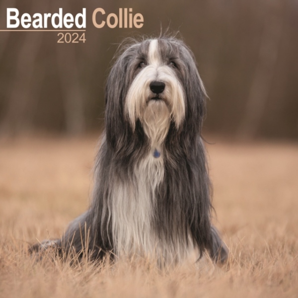 Bearded Collie Calendar 2024 Square Dog Breed Wall Calendar - 16 Month Avonside Publishing Ltd