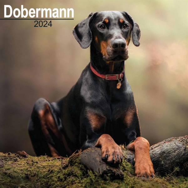 Dobermann (Euro) Calendar 2024 Square Dog Breed Wall Calendar - 16 Month Avonside Publishing Ltd