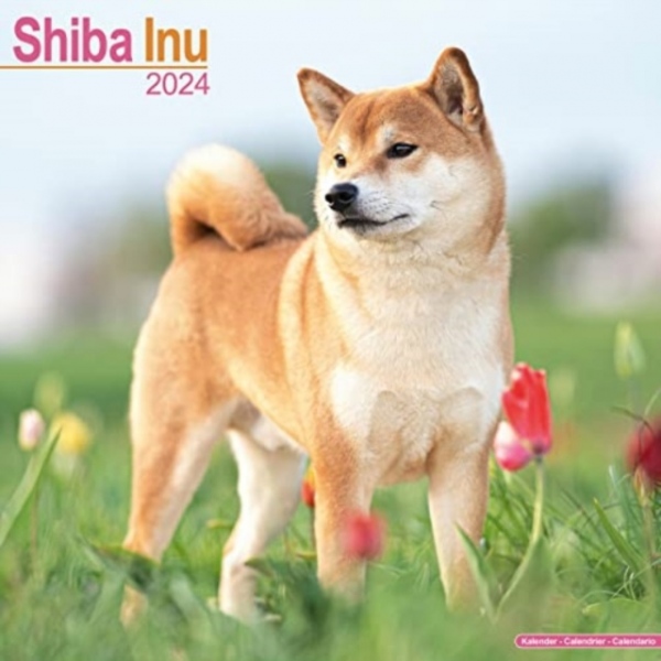 Shiba Inu Calendar 2024 Square Dog Breed Wall Calendar - 16 Month Avonside Publishing Ltd