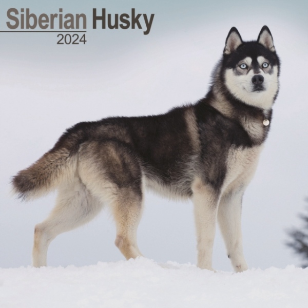 Siberian Husky Calendar 2024 Square Dog Breed Wall Calendar - 16 Month Avonside Publishing Ltd