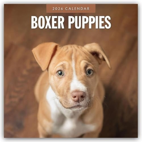 Boxer Puppies 2026 Square Wall Calendar