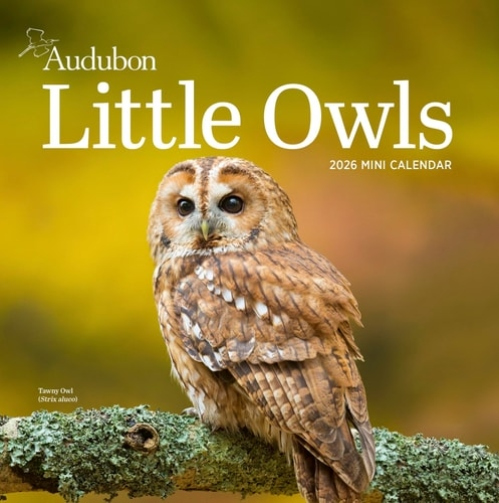 Audubon Little Owls Mini Wall Calendar 2026
