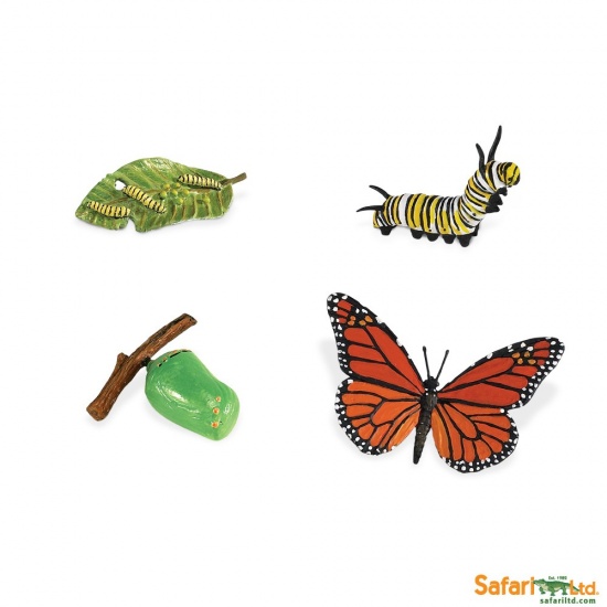 Životní cyklus - Motýl Montessori