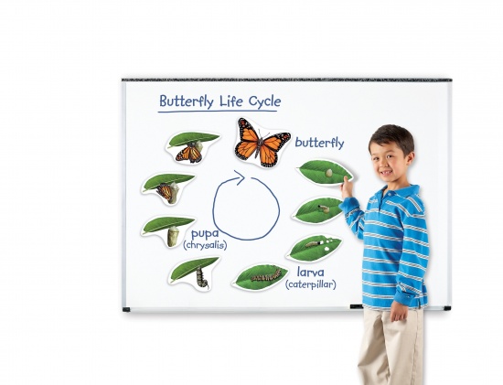 Magnetický životní cyklus - Motýl Montessori