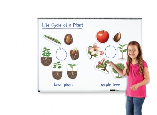 Magnetický životní cyklus - Rostlina Montessori