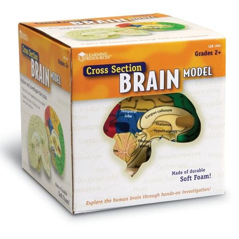 Anatomický model mozku Montessori