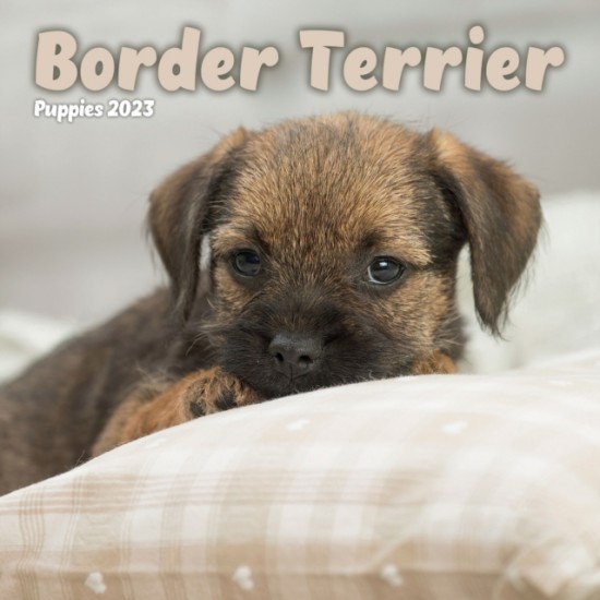 Border Terrier Puppies Mini Square Wall Calendar 2023 nezadán