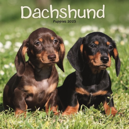 Dachshund Puppies Mini Square Wall Calendar 2023 nezadán